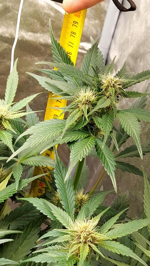 frostbanger1 ( essais Autopots, ). Week 6