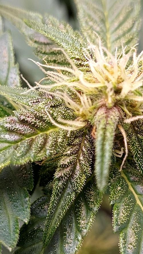 frostbanger1 ( essais Autopots, ). Week 6