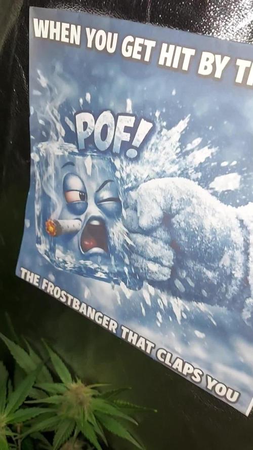 DORA frostbanger auto expérience