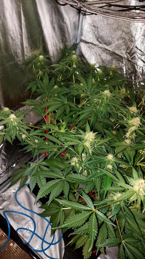 frostbanger autofloraison expérience. Week 6