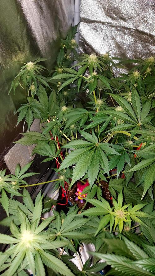 frostbanger autofloraison expérience. Week 6