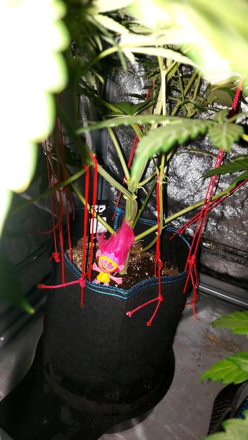 frostbanger autofloraison expérience. Week 6