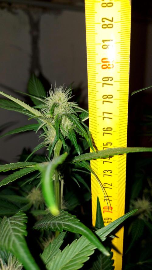 frostbanger autofloraison expérience. Week 6