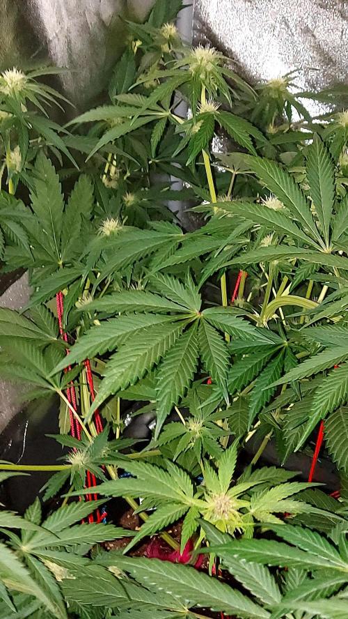 frostbanger autofloraison expérience. Week 6