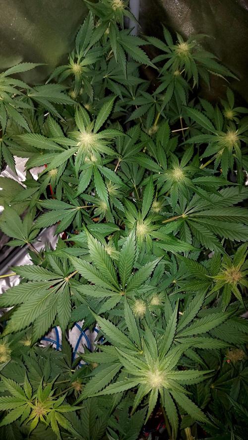 frostbanger autofloraison expérience. Week 6