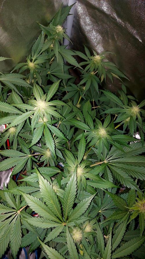 frostbanger autofloraison expérience. Week 6