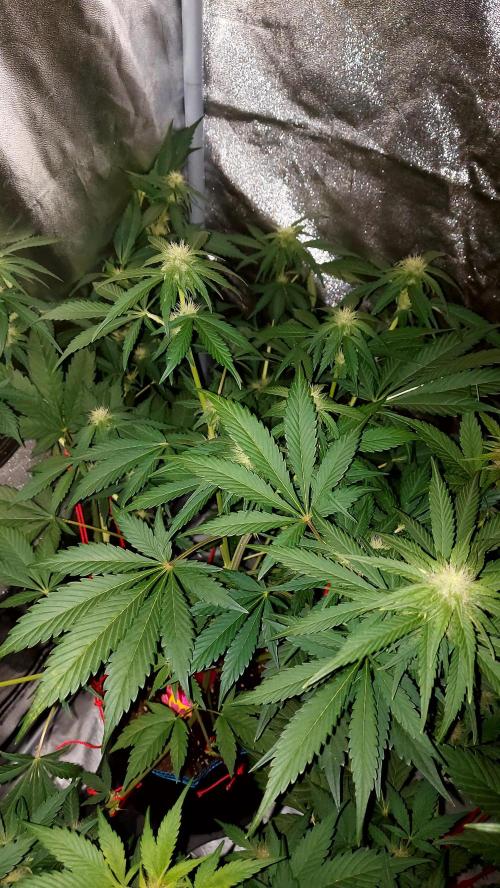 frostbanger autofloraison expérience. Week 6