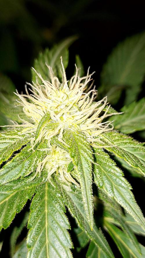 frostbanger autofloraison expérience. Week 6