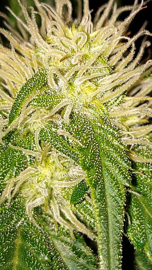 frostbanger autofloraison expérience. Week 6