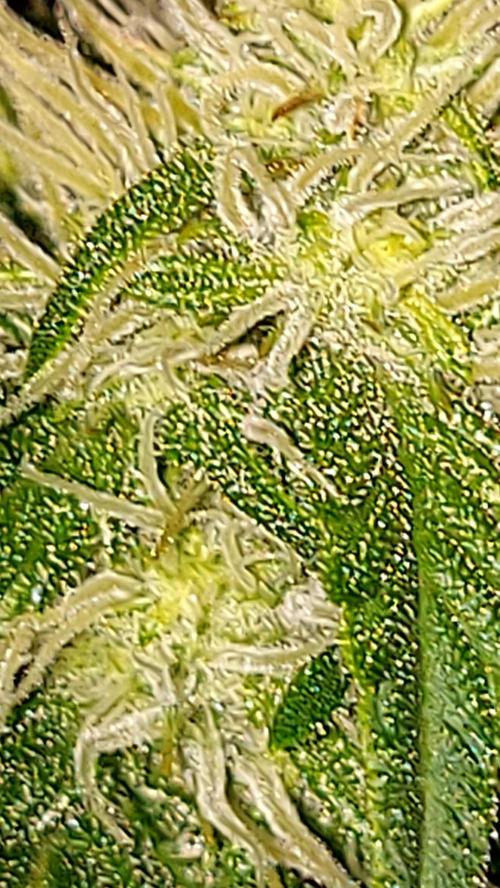 frostbanger autofloraison expérience. Week 6