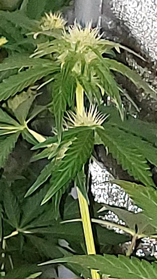 frostbanger autofloraison expérience. Week 6
