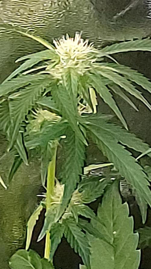 frostbanger autofloraison expérience. Week 6