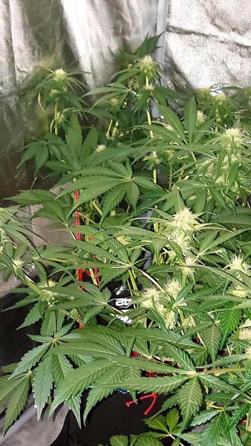 frostbanger autofloraison expérience. Week 6