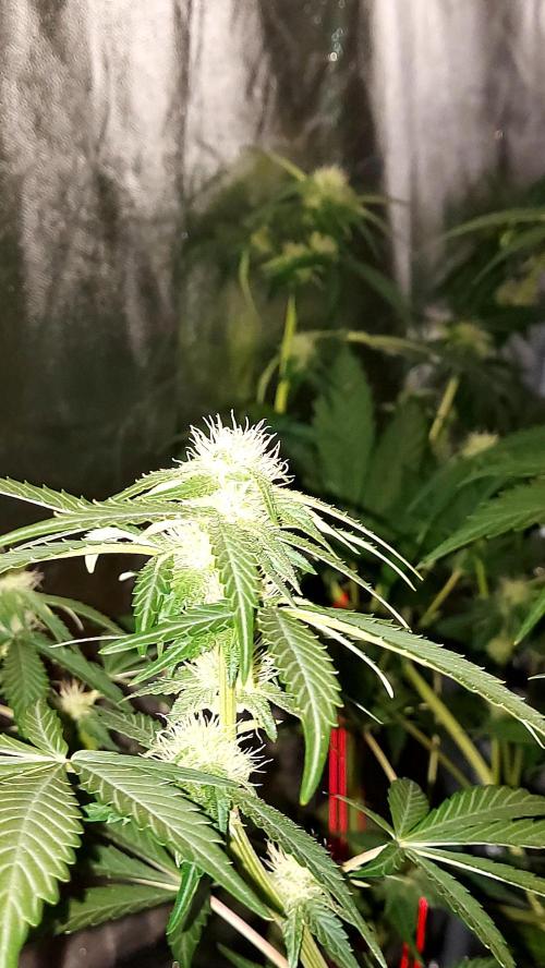 frostbanger autofloraison expérience. Week 6