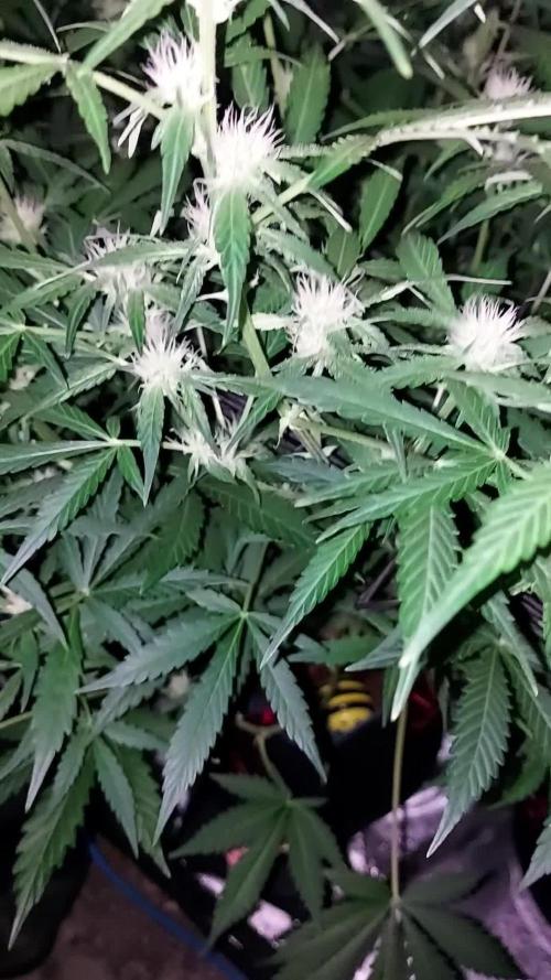 BEE HAPPY MAC 1 AUTOFLORAISON AUTOPOT