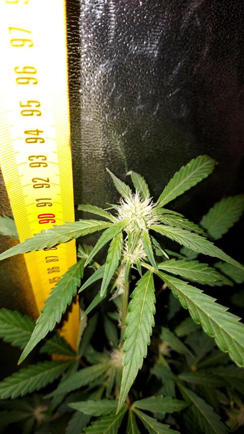 MAC 1 AUTOFLORAISON AUTOPOT. Week 6