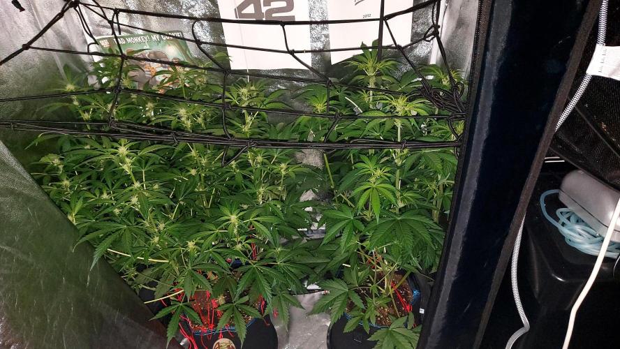 MAC 1 AUTOFLORAISON AUTOPOT. Week 6