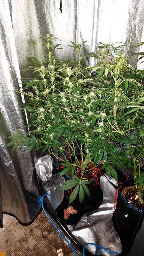 MAC 1 AUTOFLORAISON AUTOPOT. Week 6
