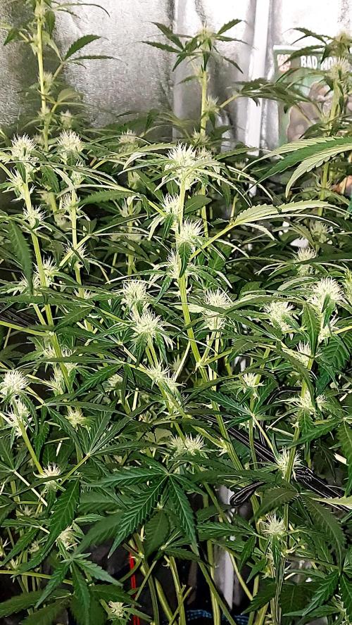 MAC 1 AUTOFLORAISON AUTOPOT. Week 6