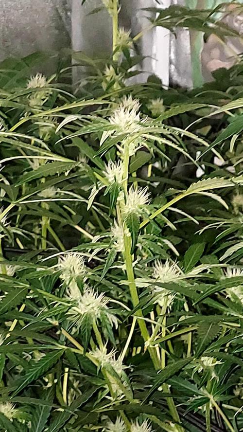 MAC 1 AUTOFLORAISON AUTOPOT. Week 6