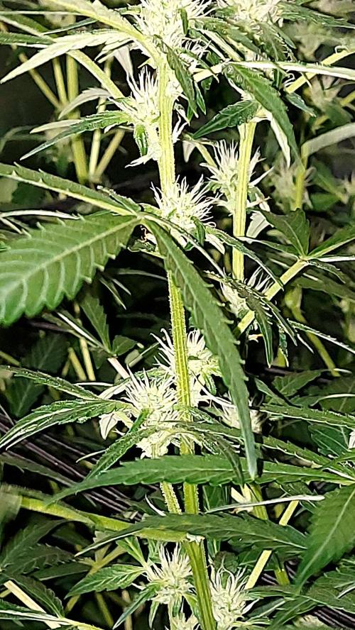 MAC 1 AUTOFLORAISON AUTOPOT. Week 6