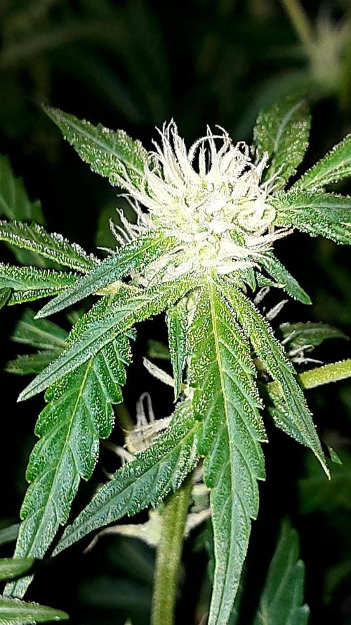 MAC 1 AUTOFLORAISON AUTOPOT. Week 6