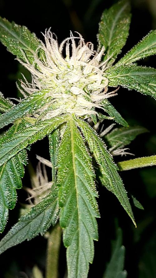 MAC 1 AUTOFLORAISON AUTOPOT. Week 6