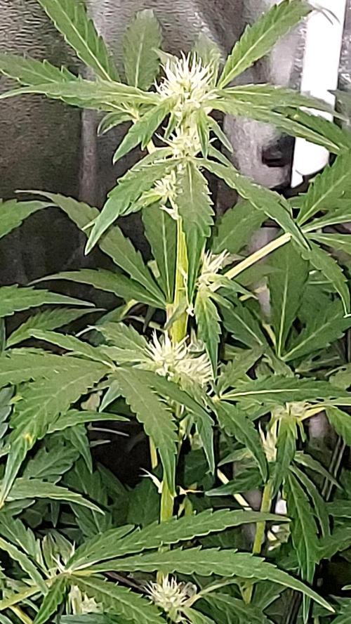 MAC 1 AUTOFLORAISON AUTOPOT. Week 6