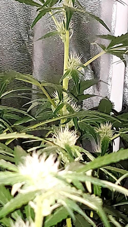 MAC 1 AUTOFLORAISON AUTOPOT. Week 6