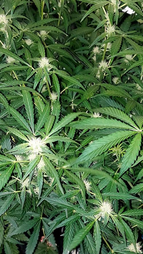 MAC 1 AUTOFLORAISON AUTOPOT. Week 6