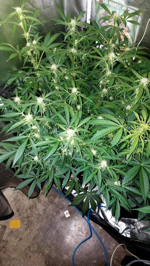 MAC 1 AUTOFLORAISON AUTOPOT. Week 6