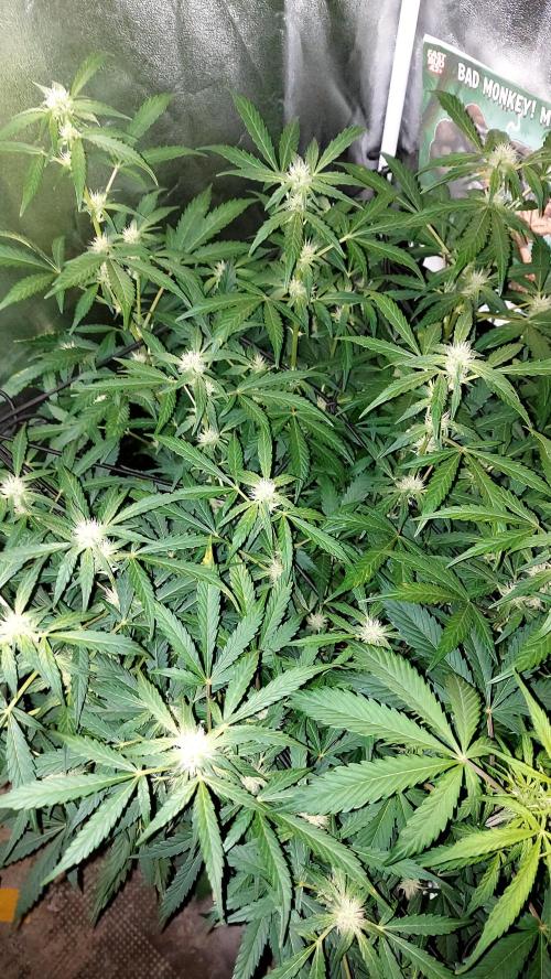 MAC 1 AUTOFLORAISON AUTOPOT. Week 6