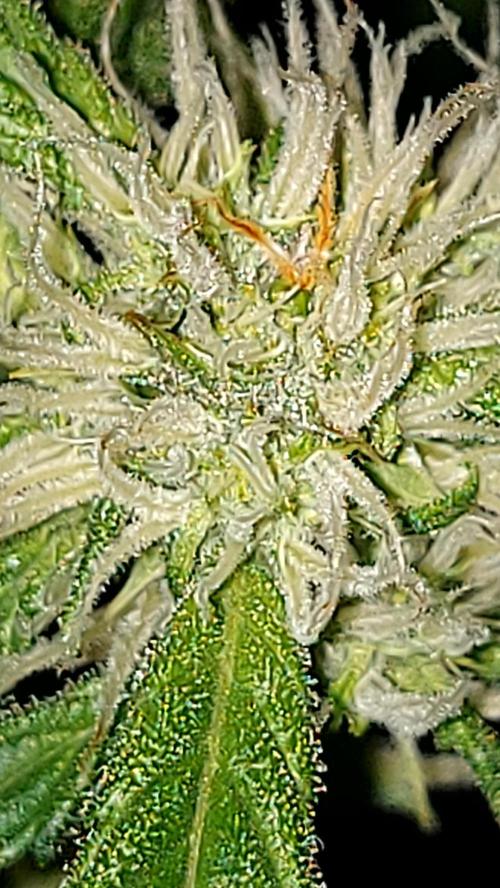 MAC 1 AUTOFLORAISON AUTOPOT. Week 6