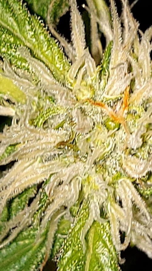 MAC 1 AUTOFLORAISON AUTOPOT. Week 6