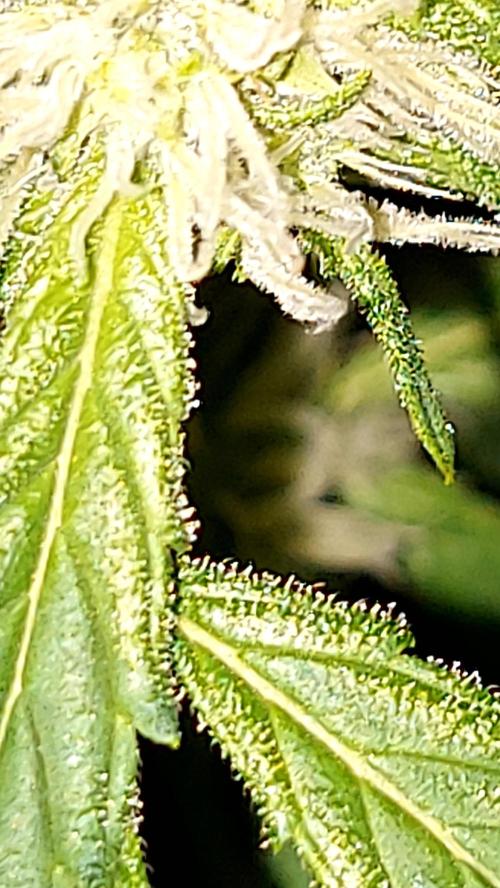 MAC 1 AUTOFLORAISON AUTOPOT. Week 6