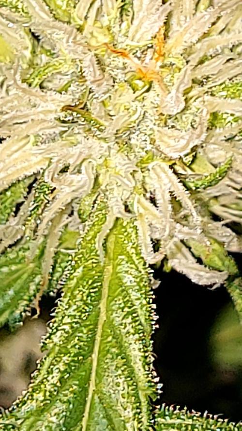 MAC 1 AUTOFLORAISON AUTOPOT. Week 6