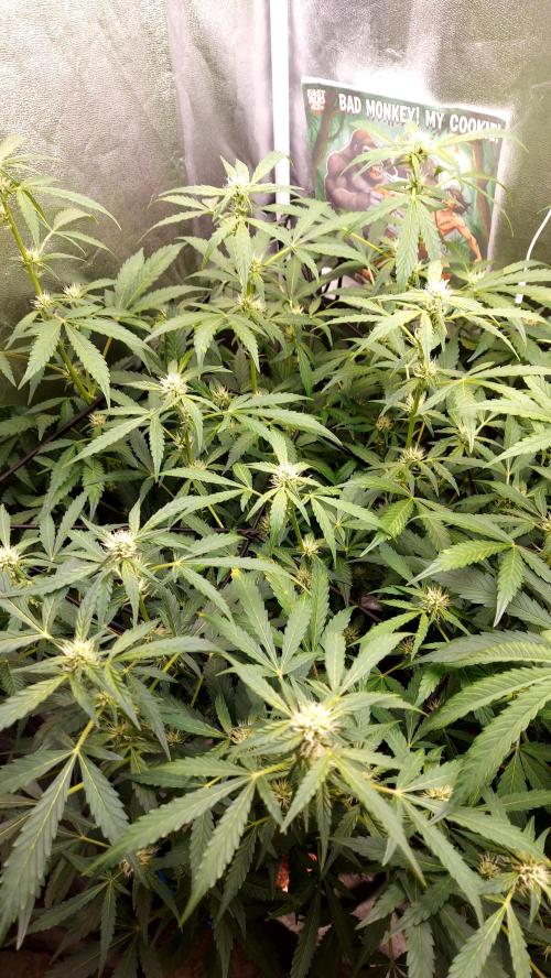 MAC 1 AUTOFLORAISON AUTOPOT. Week 6