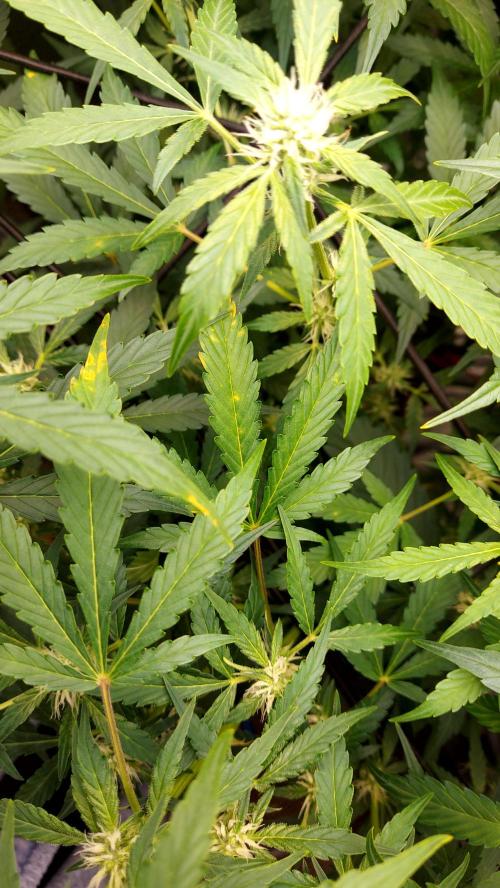 MAC 1 AUTOFLORAISON AUTOPOT. Week 6