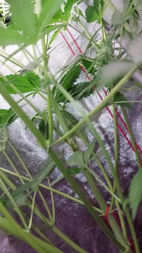 SPIRIT MAC 1 ( 2 ème plante )
