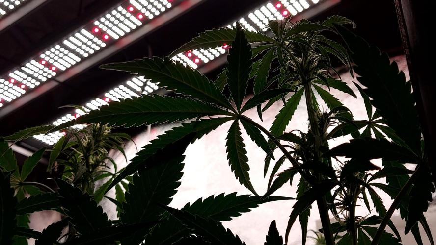 MAC 1 ( 2 ème plante ). Week 6