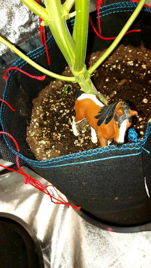MAC 1 ( 2 ème plante ). Week 6