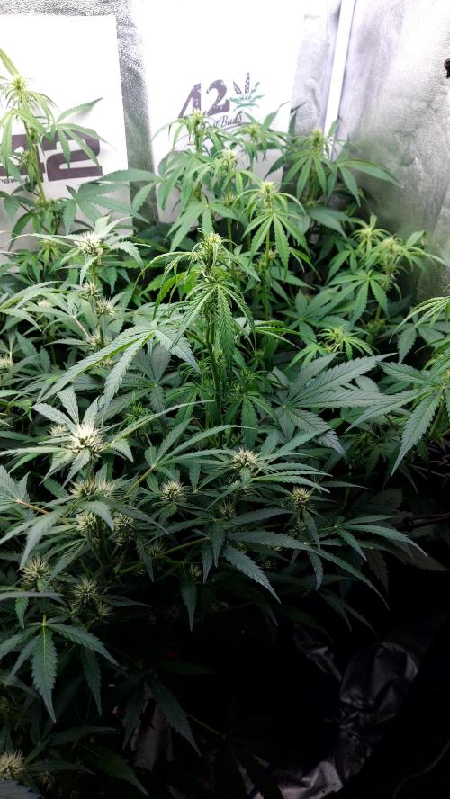 MAC 1 ( 2 ème plante ). Week 6