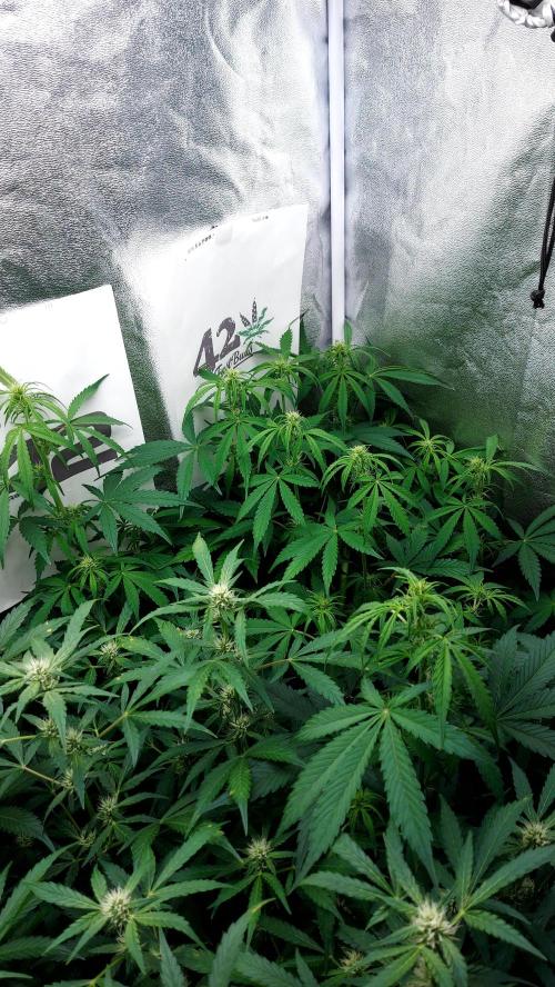 MAC 1 ( 2 ème plante ). Week 6