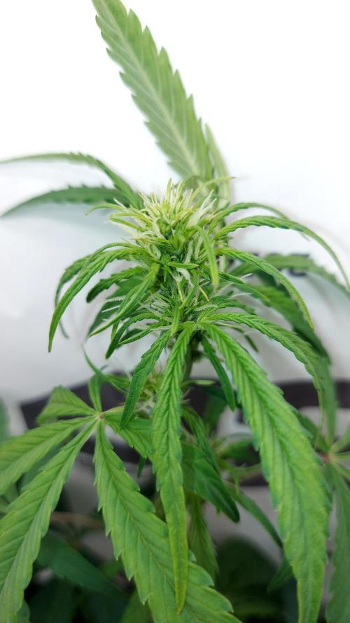MAC 1 ( 2 ème plante ). Week 6