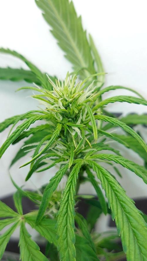 MAC 1 ( 2 ème plante ). Week 6