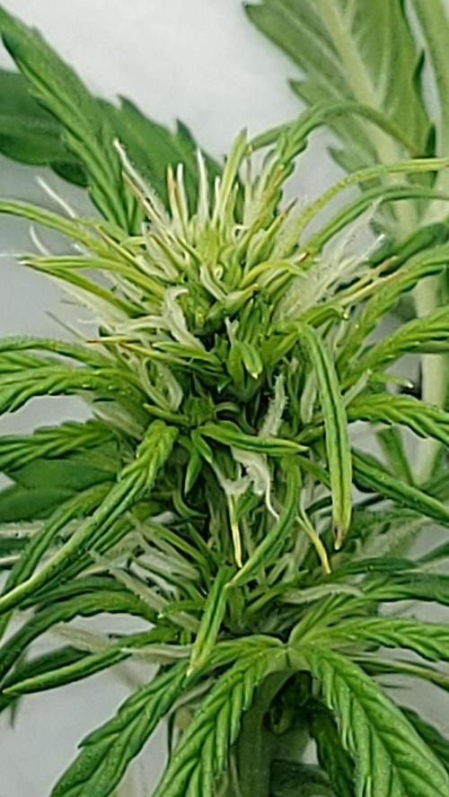 MAC 1 ( 2 ème plante ). Week 6