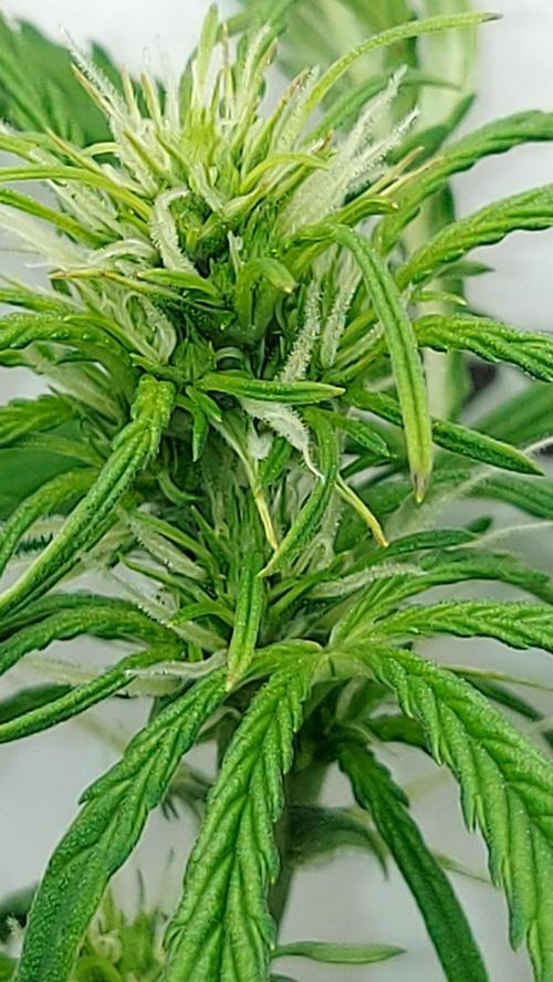MAC 1 ( 2 ème plante ). Week 6