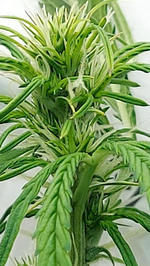 MAC 1 ( 2 ème plante ). Week 6