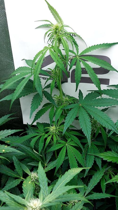 MAC 1 ( 2 ème plante ). Week 6