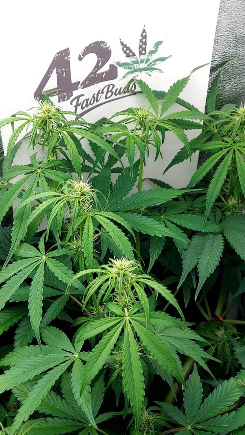 MAC 1 ( 2 ème plante ). Week 6